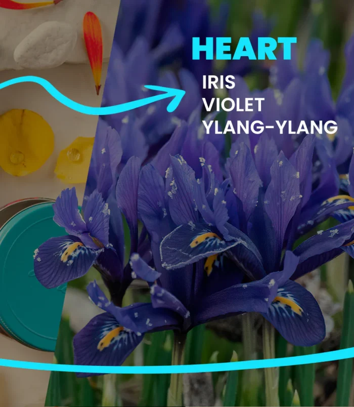 Ayrveda-Description_02_f62b6203-32ab-4b86-9ac5-aaad6461cf08_1728x