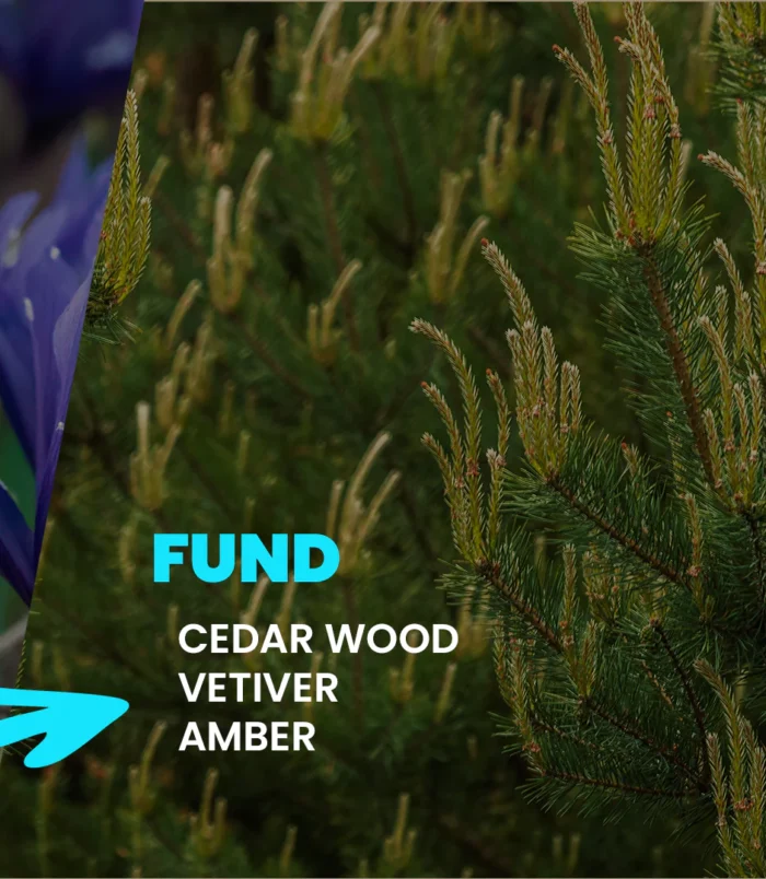 Ayrveda-Description_03_54a96655-47b5-4d6f-9a9b-588d9d62730a_1728x