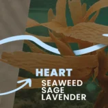 Thalasso-Therapy-Description_02_1728x